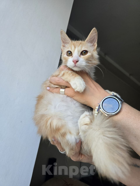 Кошки в Москве: Котенок Урмас ищет дом Мальчик, Бесплатно - фото 6