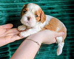 Собаки в других городах Московской области: Щенки девочки кавалер кинг чарльз спаниель Девочка, 130 руб. - фото 6