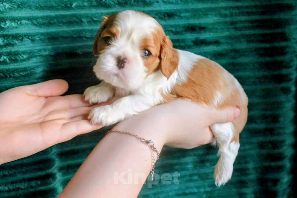 Собаки в других городах Московской области: Щенки девочки кавалер кинг чарльз спаниель Девочка, 130 руб. - фото 6