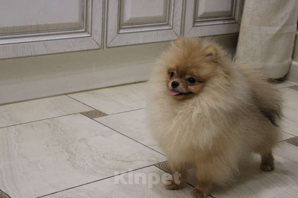 Собаки в Москве: Очаровательный мальчик Мальчик, 25 000 руб. - фото 2