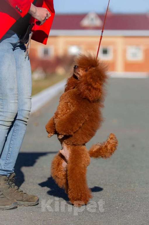 Собаки в Челябинске: Той Пудель кабель Мальчик, 25 000 руб. - фото 4