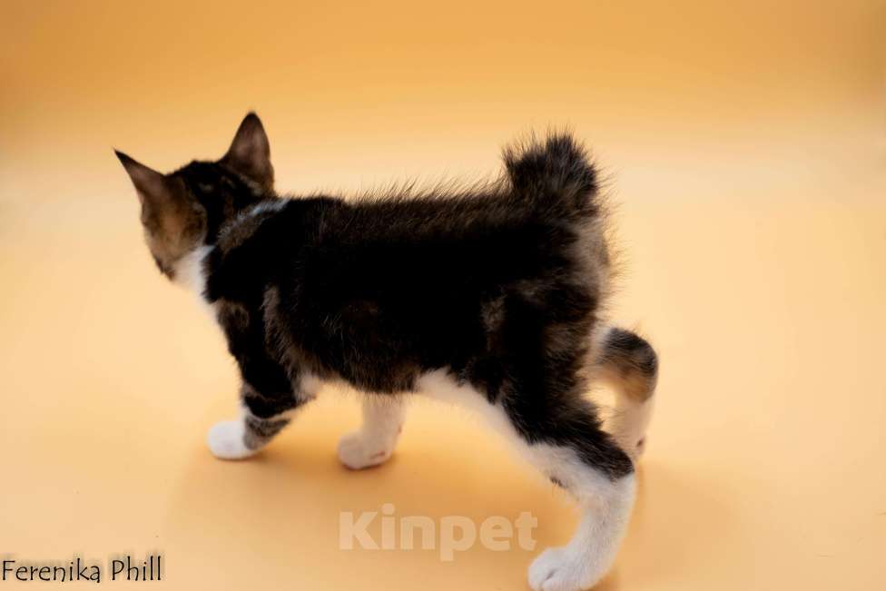 Кошки в Хабаровске: Котёнок Курильского Бобтейла Ференика Фил ЛЕВАЙ  Мальчик, 40 000 руб. - фото 9