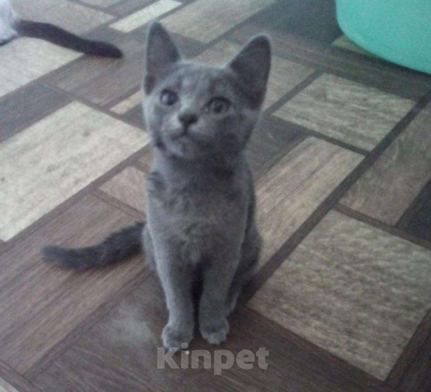 Кошки в Кингисеппе: Котята, Бесплатно - фото 1