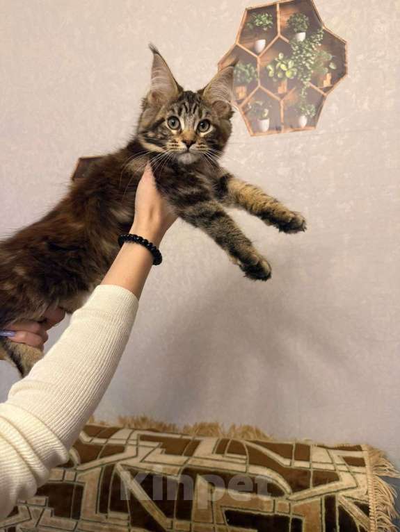 Кошки в Санкт-Петербурге: Котята мейн-кун  Девочка, 35 000 руб. - фото 7