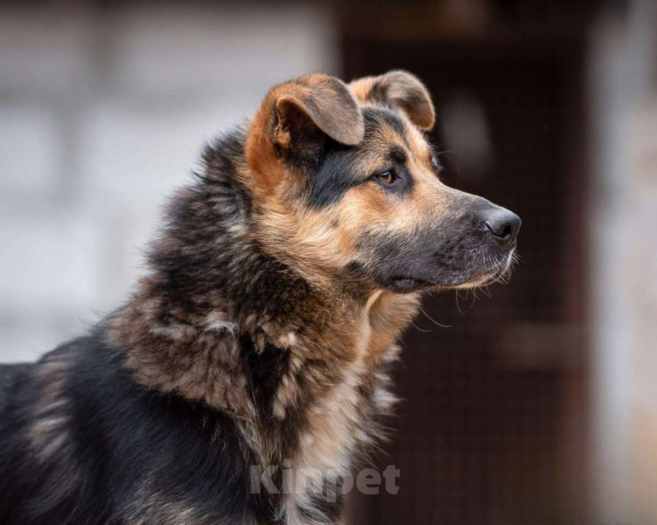 Собаки в Москве: Красавчик - красив не только внешне Мальчик, Бесплатно - фото 3