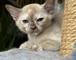 Кошки в Воронеже: Котенок Европейская Бурма Девочка, Бесплатно - фото 3