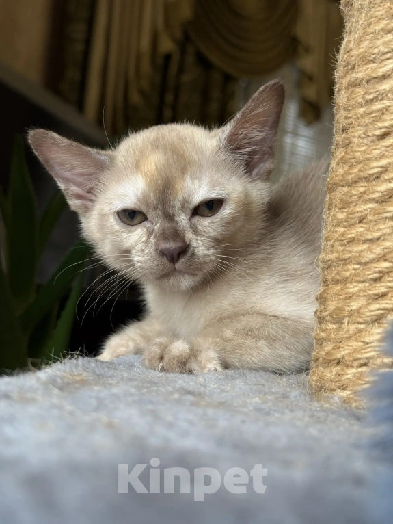 Кошки в Воронеже: Котенок Европейская Бурма Девочка, Бесплатно - фото 3