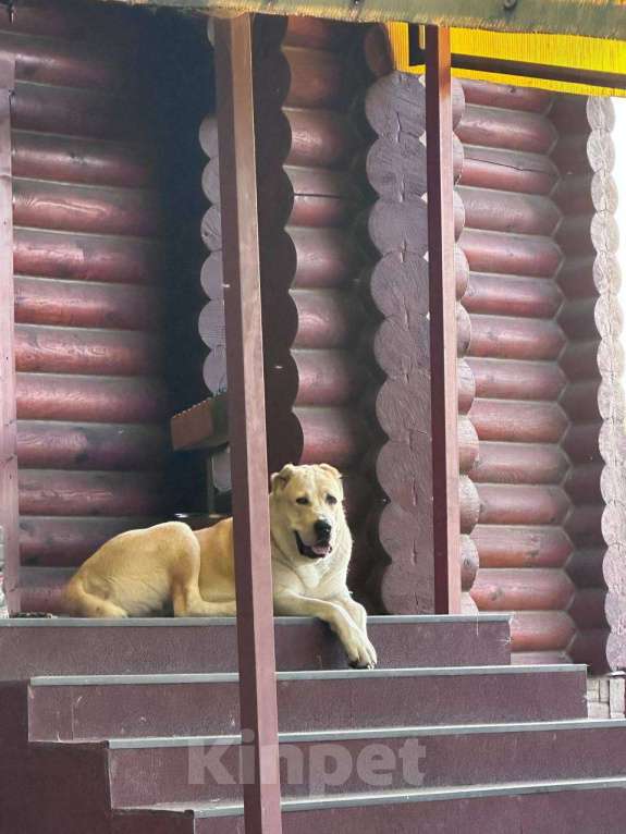 Собаки в Москве: Ищем заботливых хозяев для алабая  Девочка, Бесплатно - фото 3