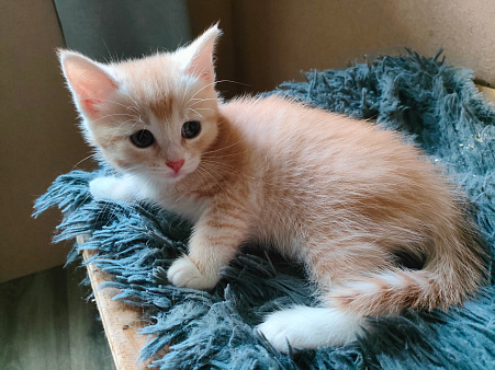 котенок даром