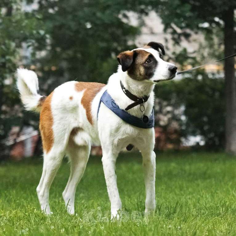 Собаки в Москве: Познакомьтесь с невероятно спокойным и умным Арни! Мальчик, 1 руб. - фото 5