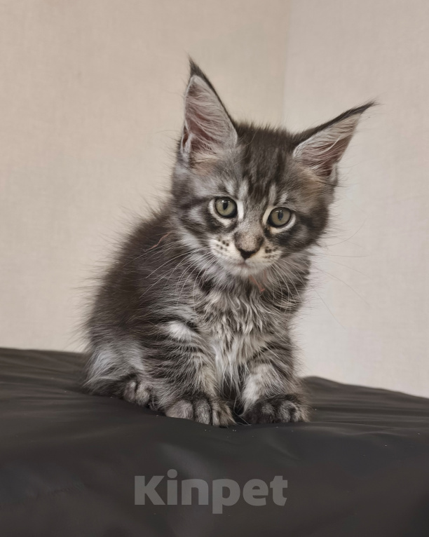 Кошки в Уфе: мейн кун от питомника ЛаскКун Девочка, 35 000 руб. - фото 1