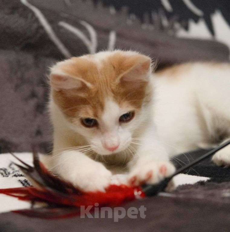 Кошки в Москве: Маленький бело-рыжий котик в поисках своей семьи 🤍 Мальчик, Бесплатно - фото 5