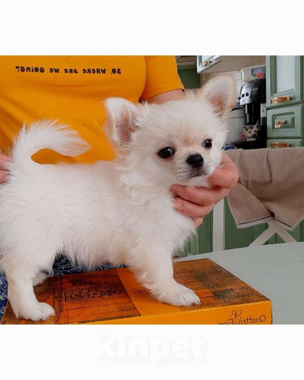 Собаки в Москве: красивые мальчики чихуахуа Мальчик, 15 000 руб. - фото 4