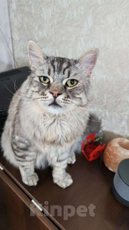 Кошки в Москве: Кот Корсик в добрые руки Мальчик, Бесплатно - фото 8