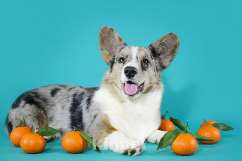 Собаки в Москве: Корги мраморный мальчик  Мальчик, 40 000 руб. - фото 1
