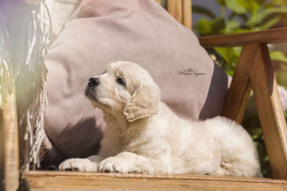 Собаки в Москве: Золотистый ретривер Мальчик, 70 000 руб. - фото 2