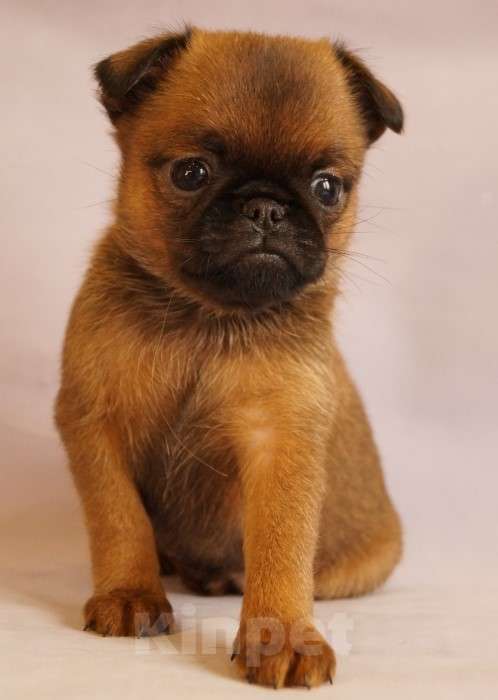 Собаки в Москве: Васелёк Мальчик, 80 000 руб. - фото 2