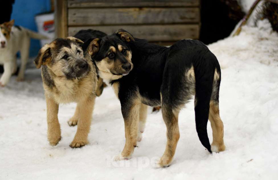 Собаки в других городах Московской области: щенок Ника ищет семью Девочка, Бесплатно - фото 5
