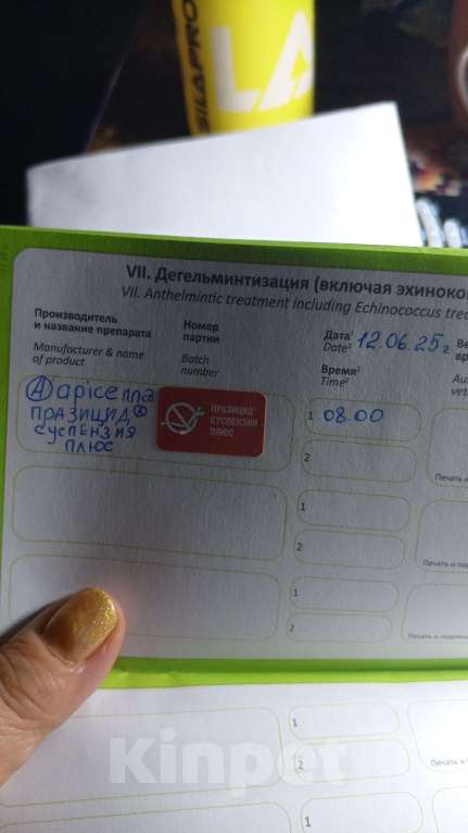 Кошки в Москве: Базиллио Мальчик, Бесплатно - фото 9