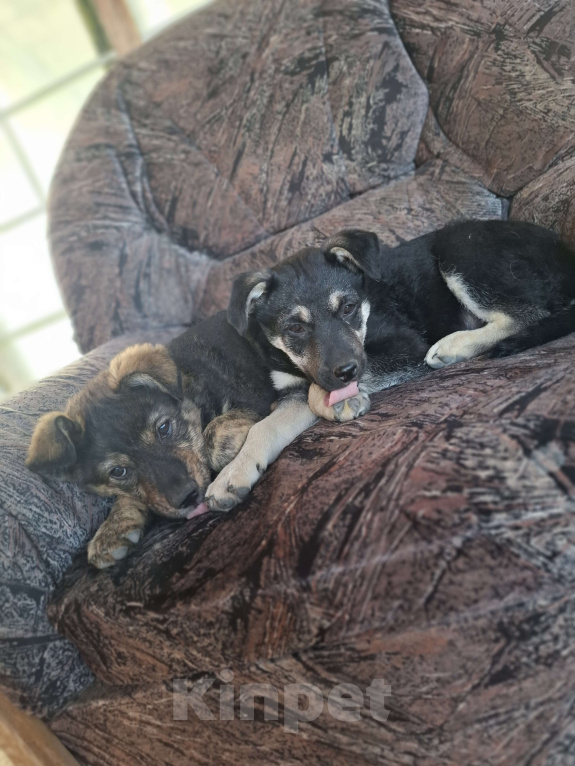 Собаки в Астрахани: "Щенки в добрые руки — крепкие дворовые!" Разнополые, Бесплатно - фото 1