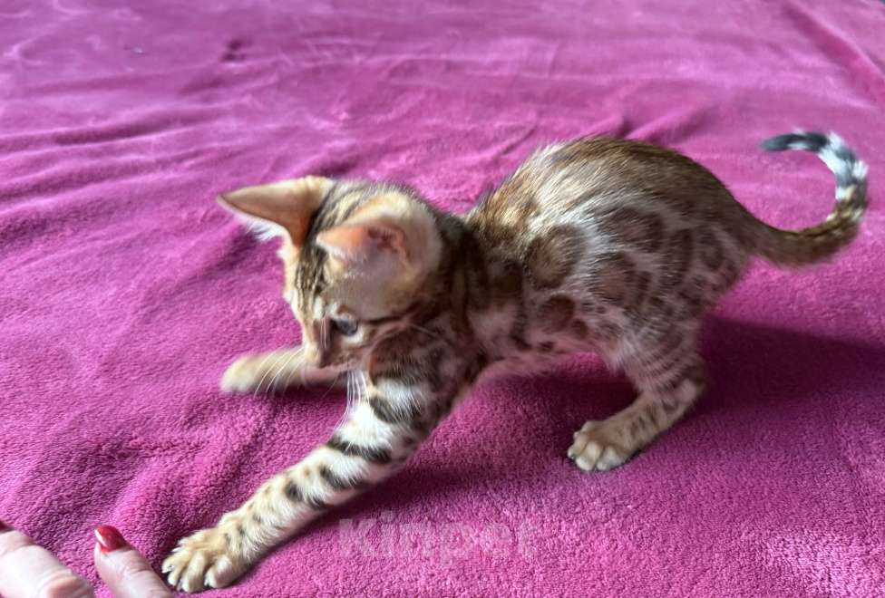 Кошки в Москве: Бенгальский мальчик Мальчик, 25 000 руб. - фото 1