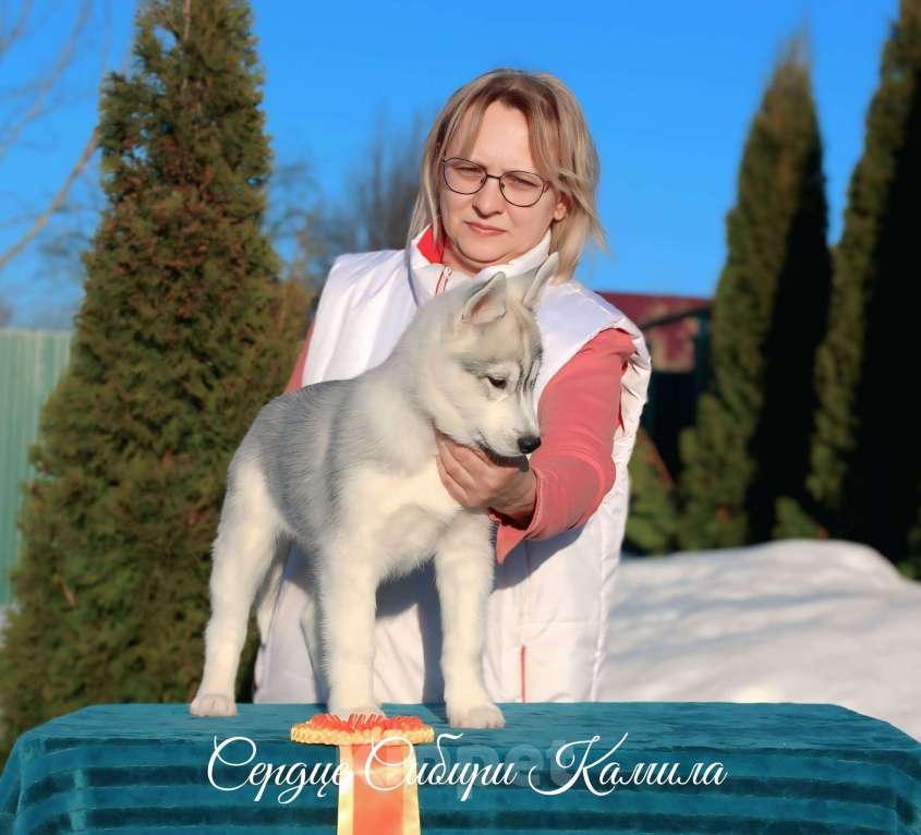 Собаки в Владимире: Сибирский хаски Девочка, Бесплатно - фото 3