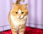 Кошки в Санкт-Петербурге: Пушистый рыжий котёнок. Очень ласковая и игривая. Девочка, Бесплатно - фото 3