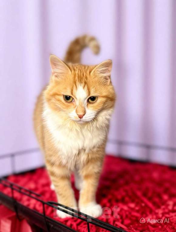 Кошки в Санкт-Петербурге: Пушистый рыжий котёнок. Очень ласковая и игривая. Девочка, Бесплатно - фото 3