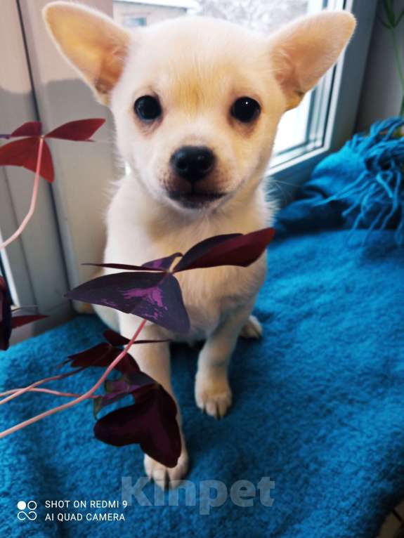 Собаки в других городах Московской области: Тэбу  Мальчик, 12 000 руб. - фото 1