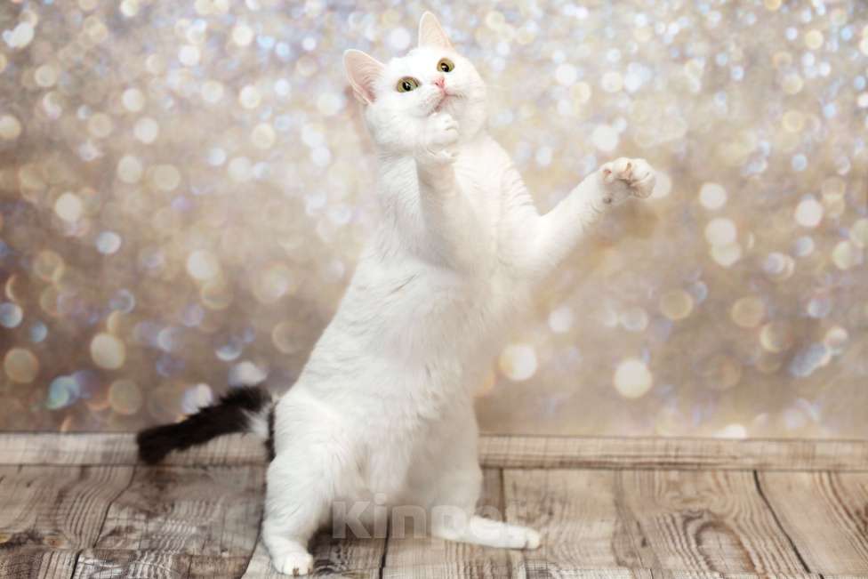 Кошки в Москве: Ассоль едет на выставку-пристройство WOOF в Москву  Девочка, Бесплатно - фото 7