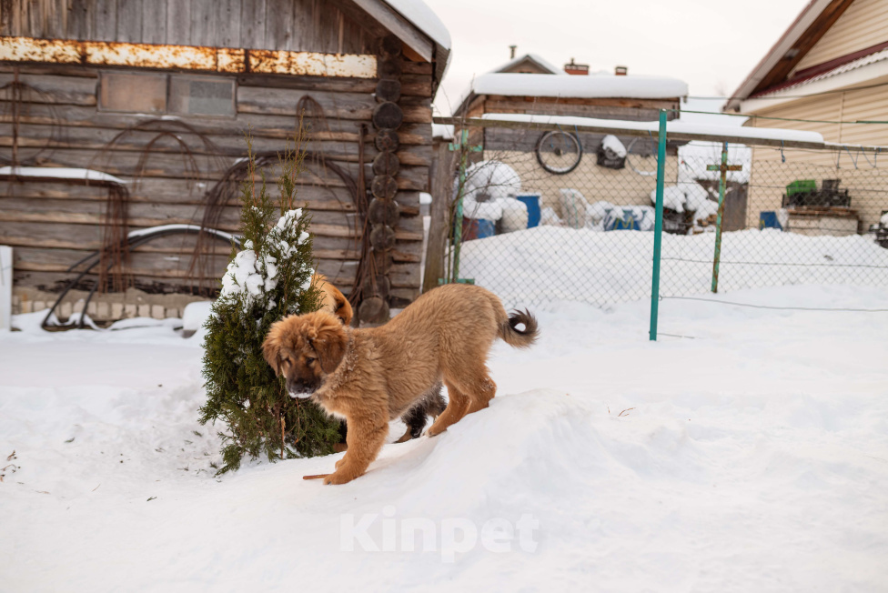 Собаки в Ярославле: Банхар щенок Девочка, 55 000 руб. - фото 5