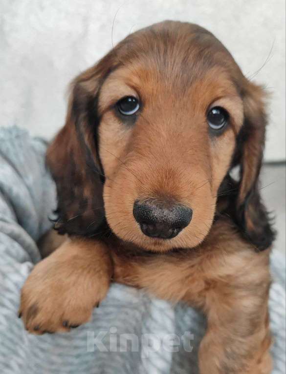 Собаки в Рязани: Предлагаю щенков таксы стандартной длинношерстной от красивой пары чемпионов. Мальчик, 50 000 руб. - фото 1