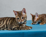 Кошки в Гатчине: Котята породы тойгер Девочка, Бесплатно - фото 7