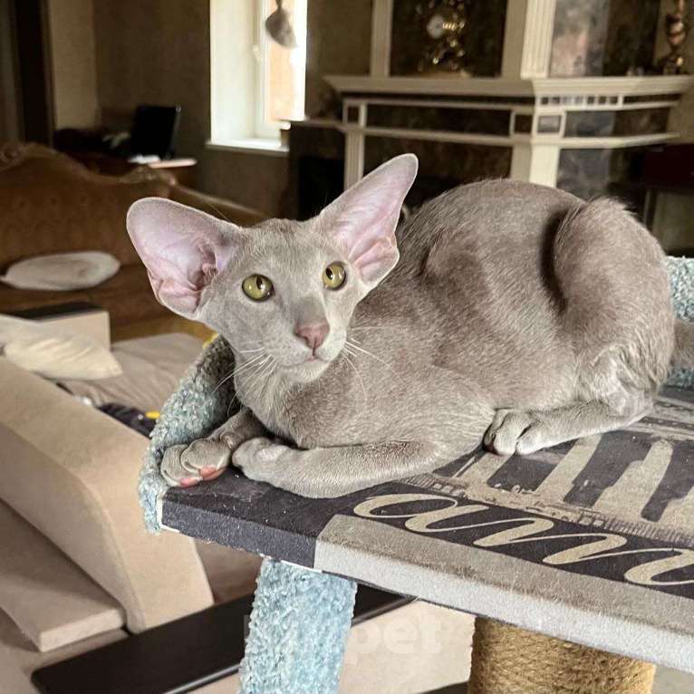 Кошки в Москве: Лиловый ориентальный котенок Мальчик, Бесплатно - фото 3