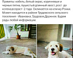 Собаки в других городах Крыма: Вознаграждение  Мальчик, 5 000 руб. - фото 1