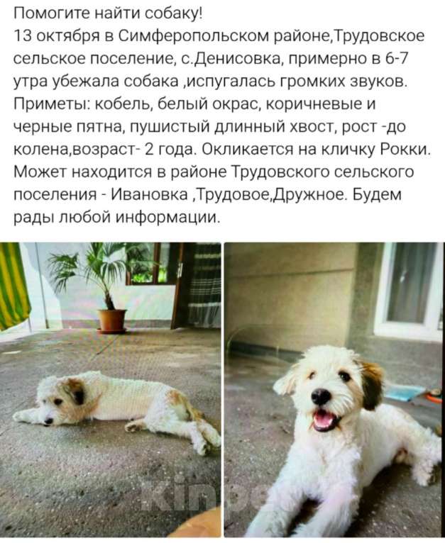 Собаки в других городах Крыма: Вознаграждение  Мальчик, 5 000 руб. - фото 1