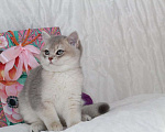 Кошки в Москве: Голубой золотистый британский котенок Мальчик, 80 000 руб. - фото 4