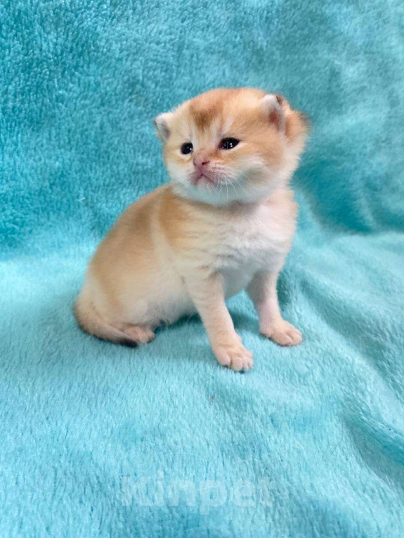 Кошки в Москве: Шотландский котенок Мальчик, 50 000 руб. - фото 2