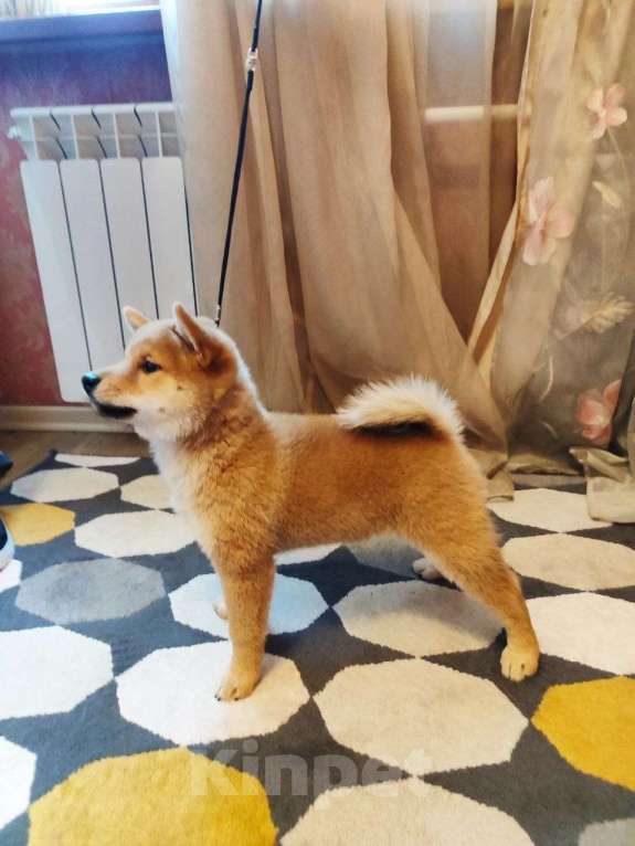Собаки в Барнауле: Сиба ину щенок очаровательный готов к переезду Мальчик, Бесплатно - фото 2