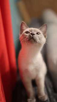 Котенок Эльза 