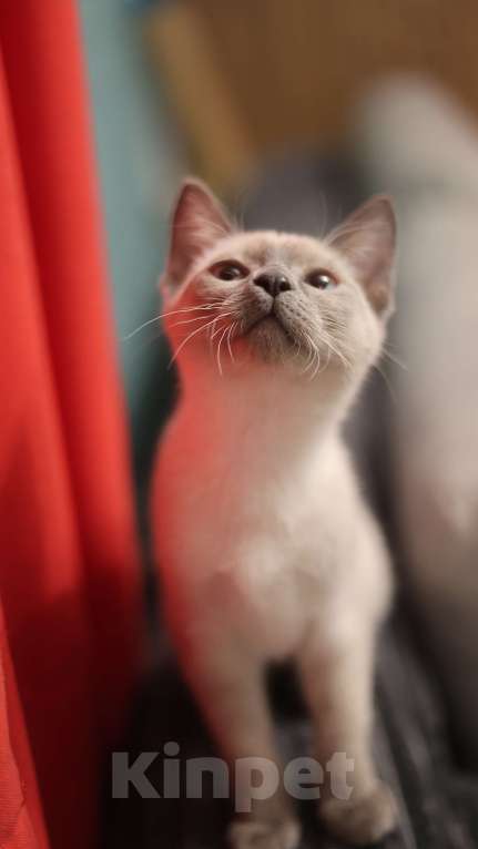 Кошки в Москве: Котенок Эльза  Девочка, 25 000 руб. - фото 1