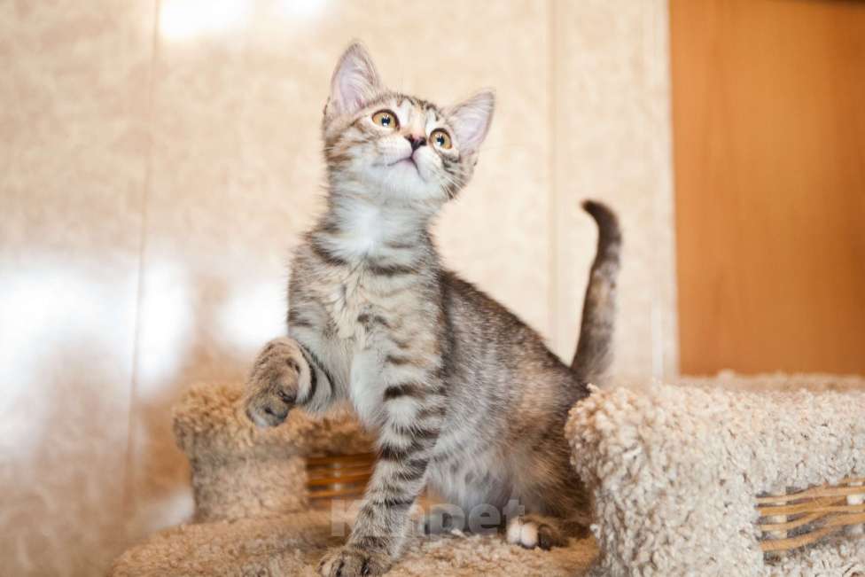 Кошки в Москве: Серо-бежевый котёнок в добрые руки  Девочка, Бесплатно - фото 4