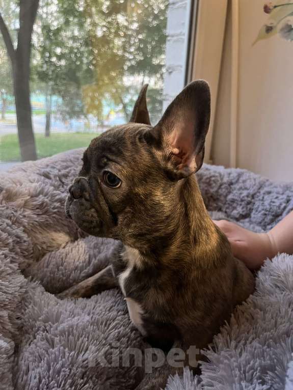 Собаки в Москве: Щенок французского бульдога  Девочка, 40 000 руб. - фото 2