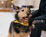 Собаки в Зеленогорске: Славный Валера в добрые руки  Мальчик, Бесплатно - фото 4