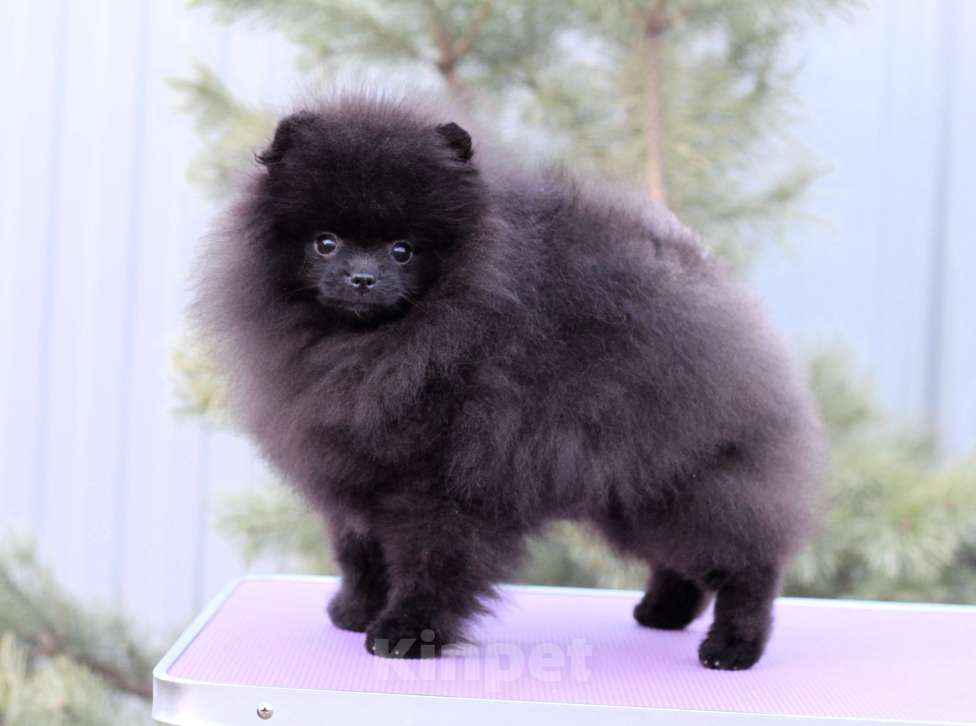 Собаки в Москве: Прекрасный черный мальчик Мальчик, Бесплатно - фото 3