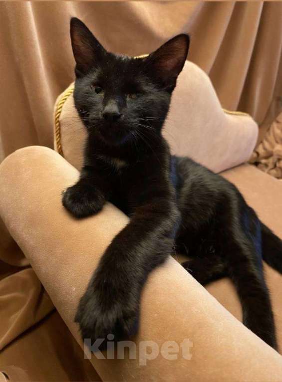 Кошки в Москве: Котенок Бусик ищет дом Мальчик, Бесплатно - фото 2