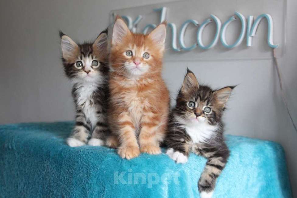 Кошки в Екатеринбурге: Котята мейнкун из питомника Ричкун- Екатеринбург Мальчик, 60 000 руб. - фото 4