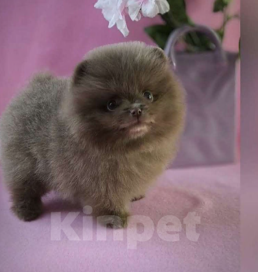 Собаки в Дубне: Рокки Мальчик, 15 000 руб. - фото 1