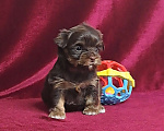 Собаки в Санкт-Петербурге: Шоколадный йорк девочка Девочка, 80 000 руб. - фото 5
