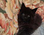Кошки в Малмыже: Котята Мейн кун, 30 000 руб. - фото 3